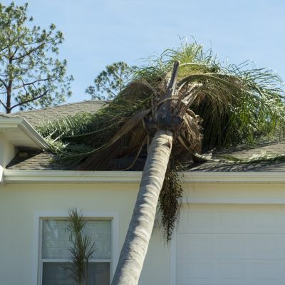 Tree damage to home rooftop after hurricane in Florida. Fallen down debris after strong tropical storm winds. Consequences of natural disaster.